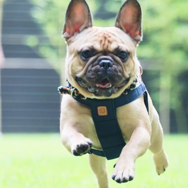 外川博己が撮影した「ペット撮影」の写真