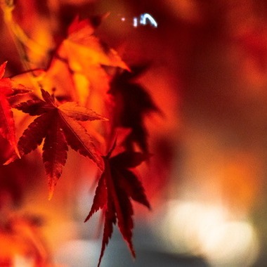 堀田佳資が出張撮影した「風景」の家族写真