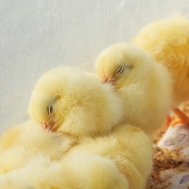 photographerTAKASUが撮影した「風景写真や動物写真」の写真