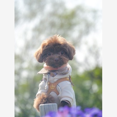 withが撮影した「ペット撮影」の写真