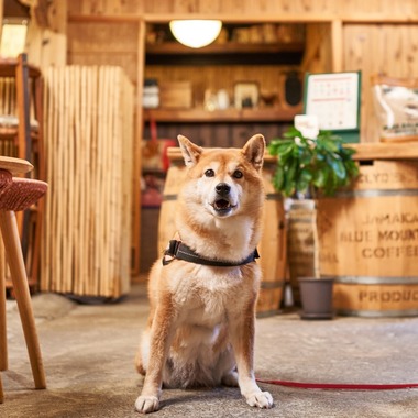 株式会社ヴィアングルが撮影した「動物」の写真