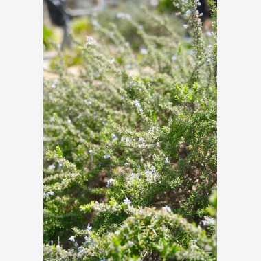 Tak Ogawa photographerが撮影した「風景写真」の写真