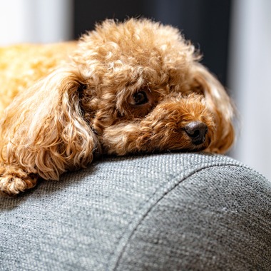 中谷新が出張撮影した「Maruちゃん」の家族写真