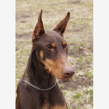 森安　照が撮影した「ペット撮影（犬・猫）」の写真