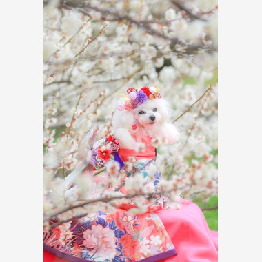 高橋 透（Coo&Sea STUDIO代表）が出張撮影した「梅de撮影会＠小田原」の家族写真