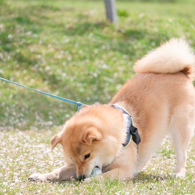 高夏写真店が出張撮影した「家族写真の撮影」の家族写真