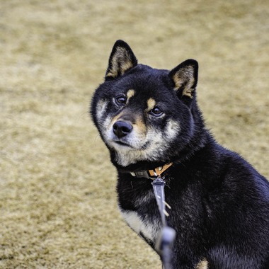 スタジオルミが出張撮影した「スナップ」の家族写真