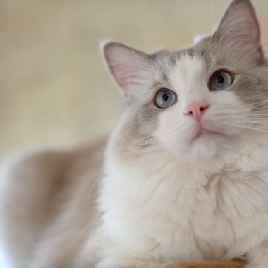 （有）カラーフィールドが撮影した「広告用撮影」の写真