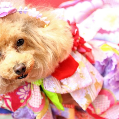 Photographer  Tomoが撮影した「愛犬の七五三」の写真