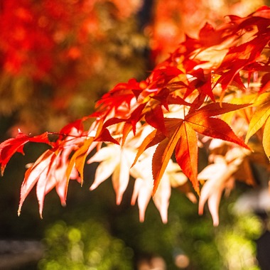 相場 友輔が撮影した「物・動物など」の写真