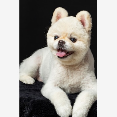 齋藤将成が出張撮影した「ペット撮影」の家族写真