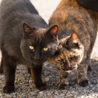 studio white alice 五十嵐啓が撮影した「動物」の写真