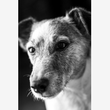 fotograz photographyが撮影した「ペット撮影」の写真