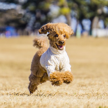 フォトグラフ山王が撮影した「ドッグフォトポートフォリオ」の写真