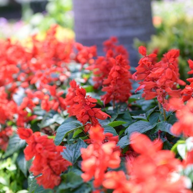 アルルウェディングが撮影した「八重山古民家」の写真