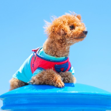 大森光太郎・K-PHOTOが出張撮影した「ペット撮影」の家族写真