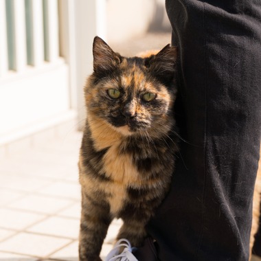 studio white alice 五十嵐啓が撮影した「動物」の写真