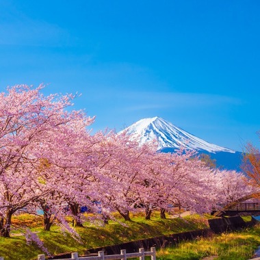 レオン・スナップサービスが出張撮影した「富士山」の家族写真