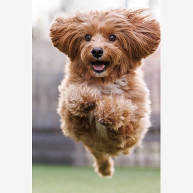 猫田晃広が撮影した「わんちゃん撮影」の写真