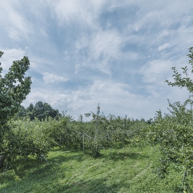 スタジオらしさが撮影した「ブラベリーファーム様」の写真