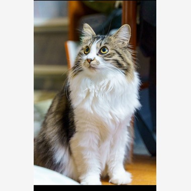 Naoki Okadaが撮影した「ペット撮影」の写真