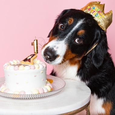 齋藤将成が出張撮影した「ペット撮影」の家族写真