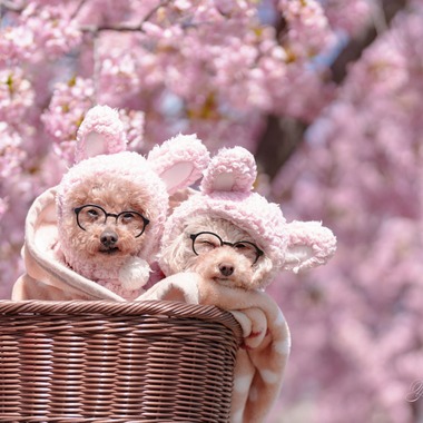 Y’s photo serviceが撮影した「ペット撮影1」の写真