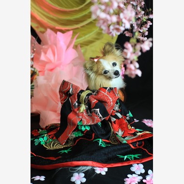 高橋 透（Coo&Sea STUDIO代表）が出張撮影した「お正月撮影会2020@新横浜Coo&Sea STUDIO」の家族写真