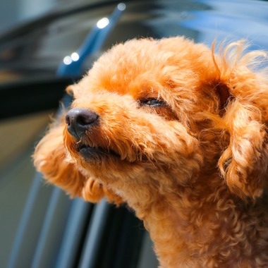 大森光太郎・K-PHOTOが出張撮影した「ペット撮影」の家族写真