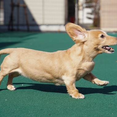 出張撮影くろめっとが撮影した「動物病院例」の写真
