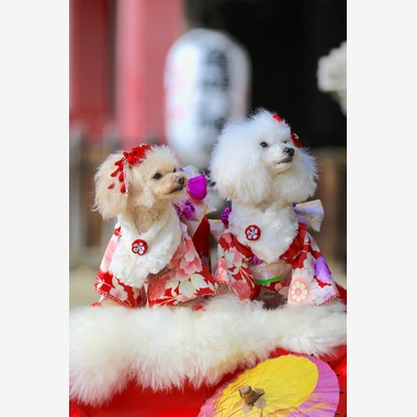 高橋 透（Coo&Sea STUDIO代表）が出張撮影した「七五三出張撮影＠東京」の家族写真