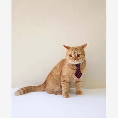 白井由香里写真事務所が撮影した「動物」の写真