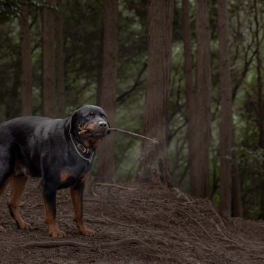 梅田　紫邑が撮影した「ドッグフォト」の写真