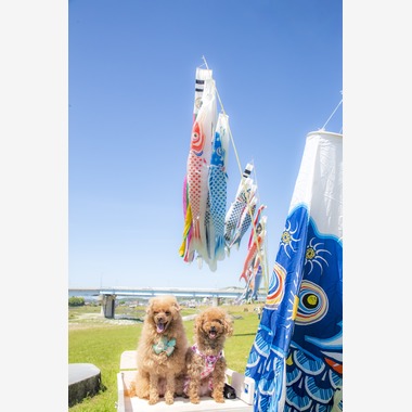 PHOTO 笑福が撮影した「ペット撮影」の写真
