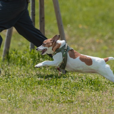 あなたの写真館が撮影した「ペット撮影」の写真