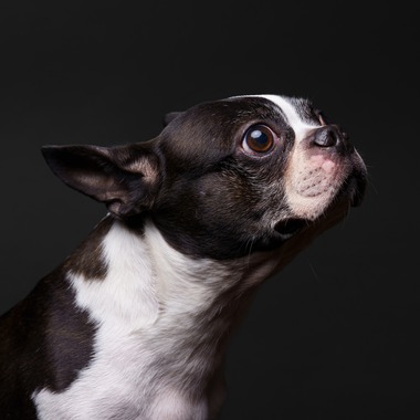 KasaiFilmsが撮影した「ペット撮影」の写真