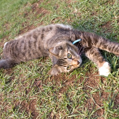 堀勝志古写真事務所が撮影した「pet」の写真