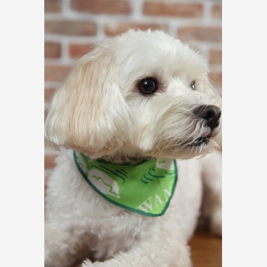 管野　利が撮影した「ワンちゃん」の写真