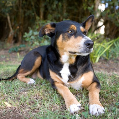 堀勝志古写真事務所が撮影した「pet」の写真