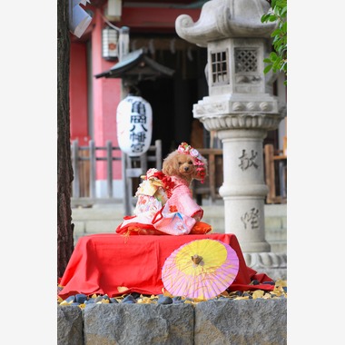 高橋 透（Coo&Sea STUDIO代表）が出張撮影した「七五三出張撮影＠東京」の家族写真