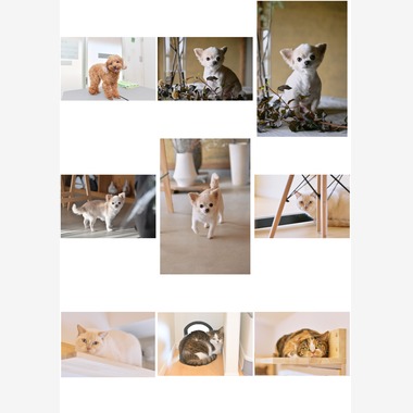 杉浦 ケンドウが撮影した「ペット」の写真