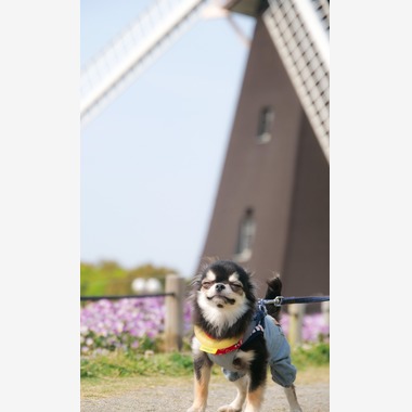 withが撮影した「ペット撮影」の写真