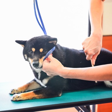 出張撮影 中村まみこが撮影した「トリミングサロンHP用撮影」の写真