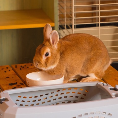 studio white alice 五十嵐啓が撮影した「動物」の写真