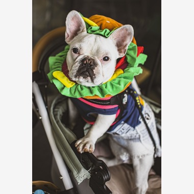 O.C.Photo.Studioが撮影した「ペット撮影」の写真