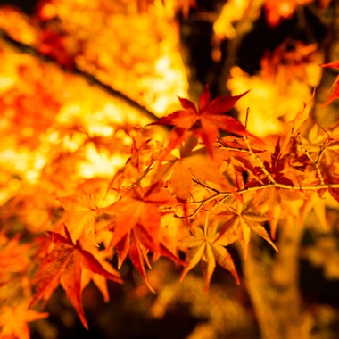 久保田　有一が撮影した「風景」の写真