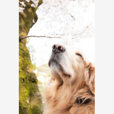 スマイルグローバルフォトが撮影した「わんちゃん」の写真