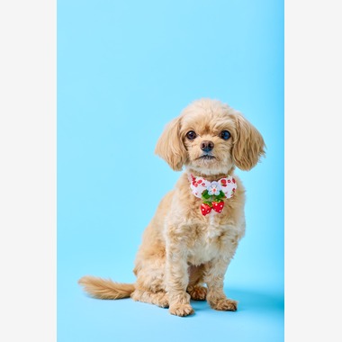 クリエイティブツリーが撮影した「子犬をスタジオ撮影」の写真