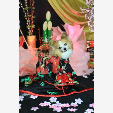 高橋 透（Coo&Sea STUDIO代表）が出張撮影した「お正月撮影会2020@新横浜Coo&Sea STUDIO」の家族写真