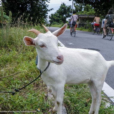 Katsuhiko Suzukiが撮影した「Animal」の写真